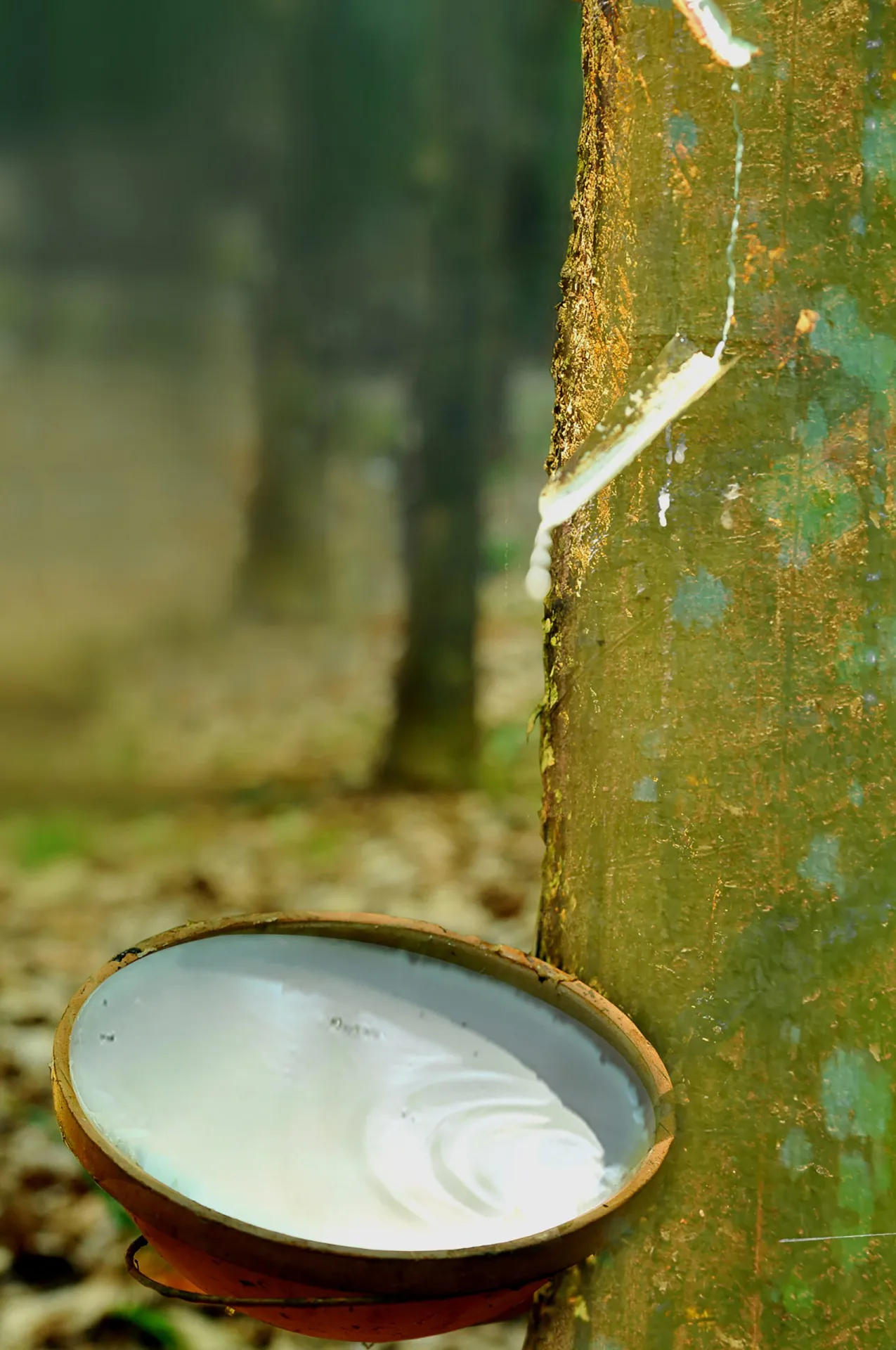 Giá cao su 23/4: Giá thế giới nối dài đà tăng, trong nước duy trì ổn định