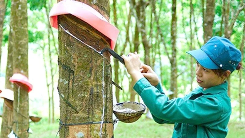 Giá cao su 24/4: Sàn Nhật Bản vượt mốc 400 yên, trong nước giữ đà bình ổn