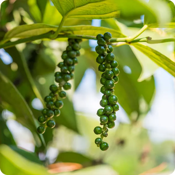 Giá tiêu 23/04: Giá nội địa giảm mạnh, khủng hoảng vận tải ảnh hưởng ngành gia vị