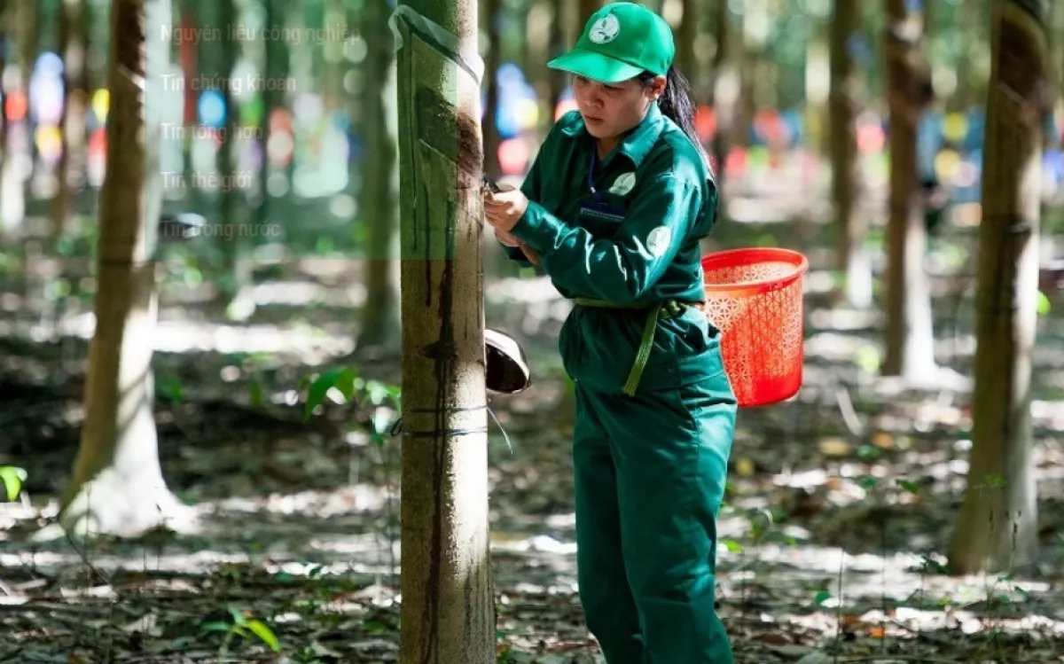 Giá cao su 6/5: Thế giới giằng co, thị trường trong nước ổn định
