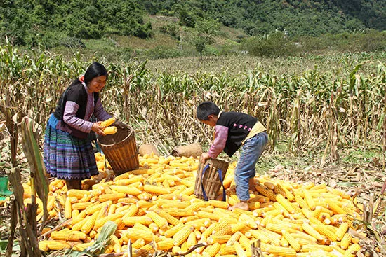 Thị trường nông sản 09/04: Lúa mì Mỹ đón mưa thuận lợi, sản lượng Ethanol bứt phá