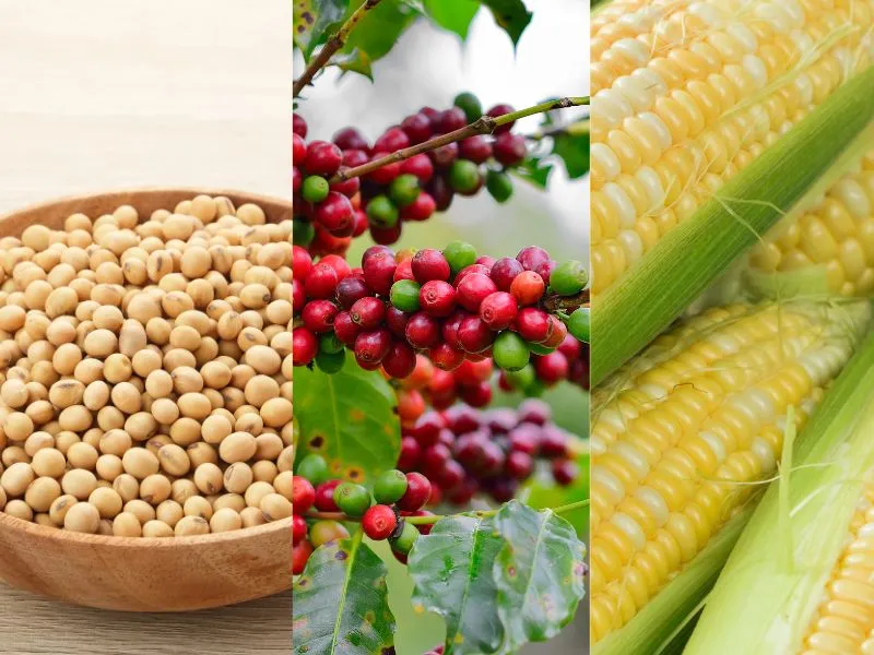 Nông sản và NLCN ngày 29/06: Ngũ cốc EU giảm sản lượng, cà phê Arabica tiếp đà hồi phục tốt