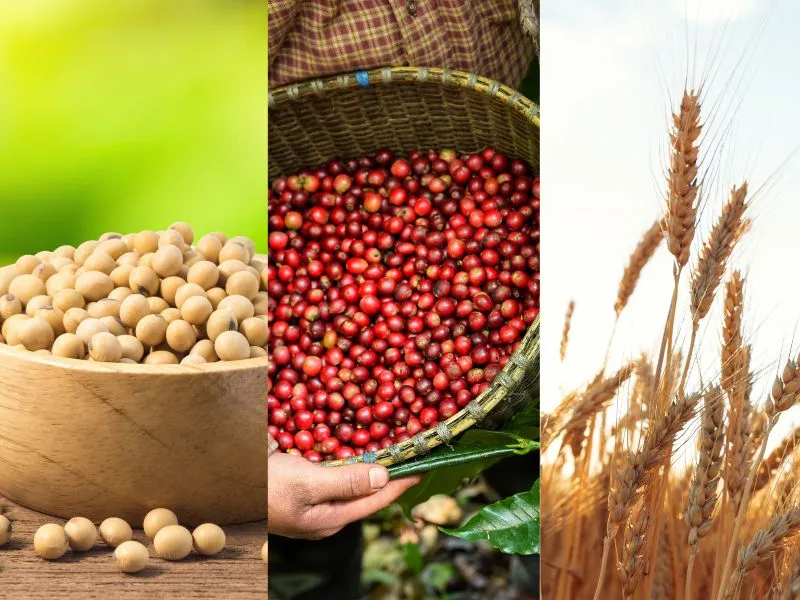 Nông sản và NLCN 05/06: Sản lượng lúa mì toàn cầu sụt giảm nghiêm trọng, giá cà phê lao dốc mạnh