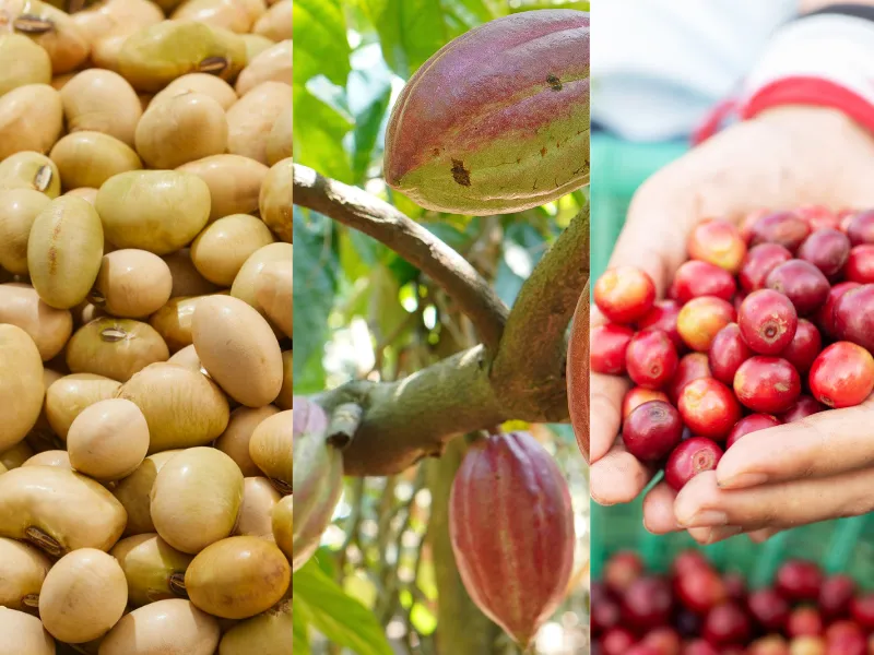 Nông sản và NLCN ngày 02/06: Dầu đậu tương bùng nổ đối lập thế giằng co của cà phê và ca cao