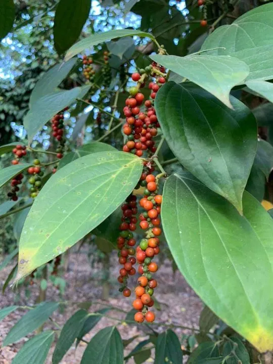 Giá tiêu 02/04: Giá nội địa hồi phục nhẹ, Việt Nam vẫn phụ thuộc nhiều vào xuất khẩu thô