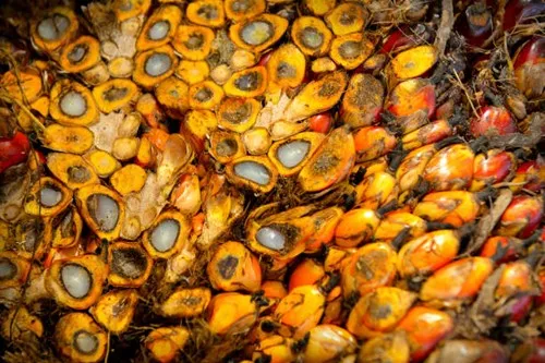 Giá dầu cọ tăng theo đà dầu thực vật tại Đại Liên và giá dầu thô