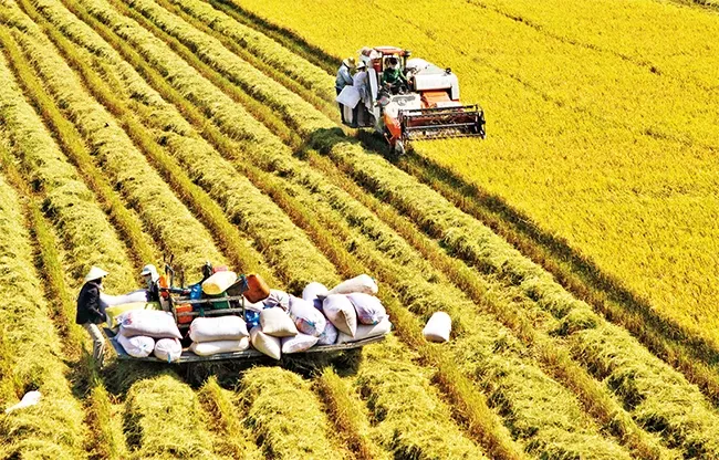 Nông sản 10/04: USDA nâng dự báo tồn kho lúa mì, ngô Argentina xác lập kỷ lục mới