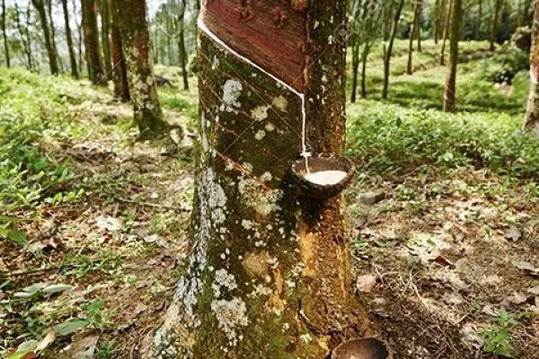 Giá cao su 10/4: Sàn Nhật Bản lập đỉnh 1,5 năm nhờ giá dầu và đồng Yên yếu