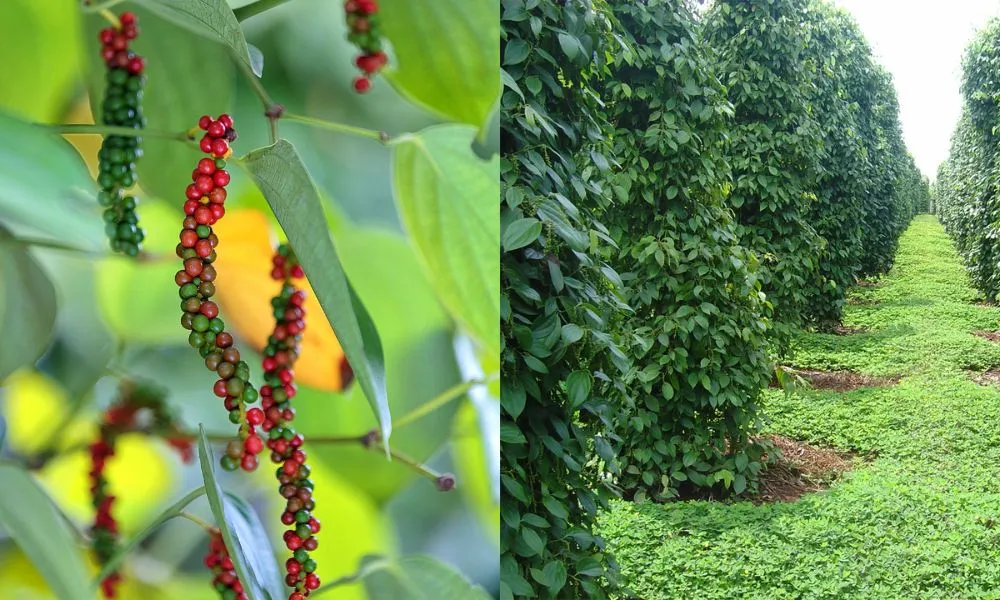 Giá tiêu 20/04: Giá nội địa đi ngang, Việt Nam đẩy mạnh nhập khẩu tiêu Campuchia