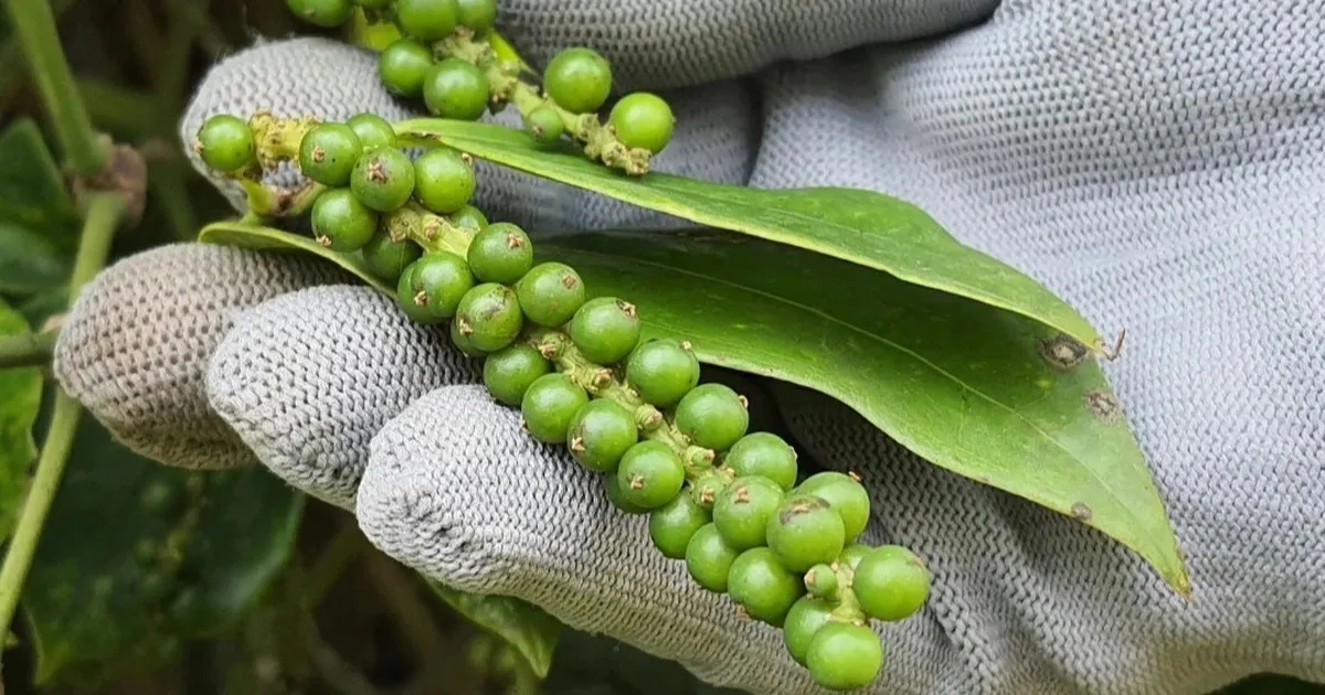 Giá tiêu 09/04: Giá nội địa phục hồi, hồ tiêu Brazil bứt phá tại các thị trường mới