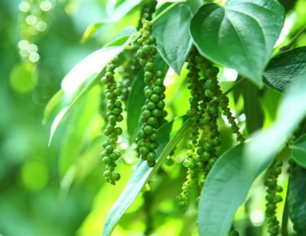 Giá tiêu 29/05: Giá nội địa đứng yên, Đức có xu hướng đa dạng hóa nguồn cung