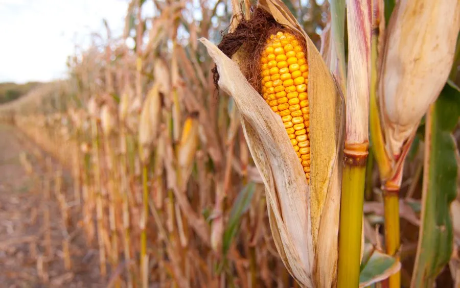 Thị trường nông sản 17/04: Ngành ép dầu Mỹ áp sát kỷ lục, Argentina nâng dự báo sản lượng ngô