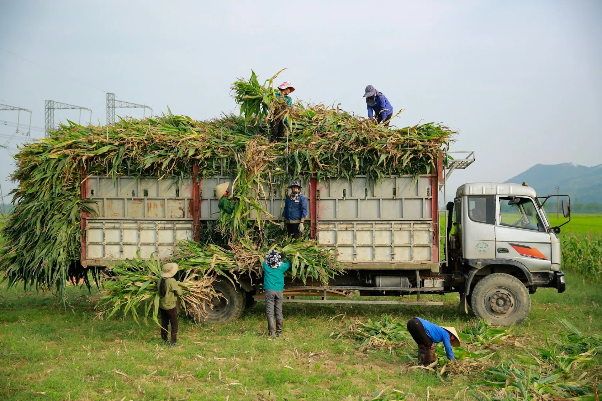 Thị trường nông sản 23/04: Lúa mì Nga tăng cường xuất khẩu, Argentina đối mặt rủi ro đình công