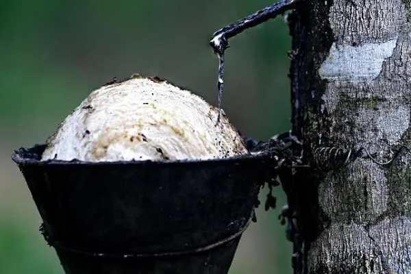 Giá cao su 5/3/2026: Sàn Nhật giảm theo đồng Yên, kỳ vọng 