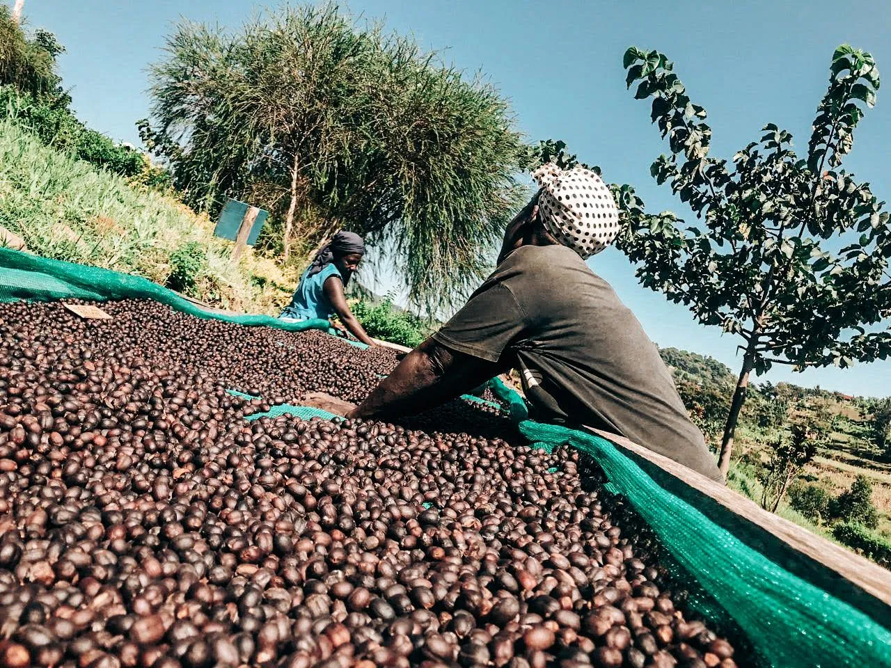 GIÁ CÀ PHÊ NGÀY 16/12/2025 GIẢM MẠNH TRÊN TOÀN CẦU DO MƯA LỚN TẠI BRAZIL VÀ ÁP LỰC NGUỒN CUNG