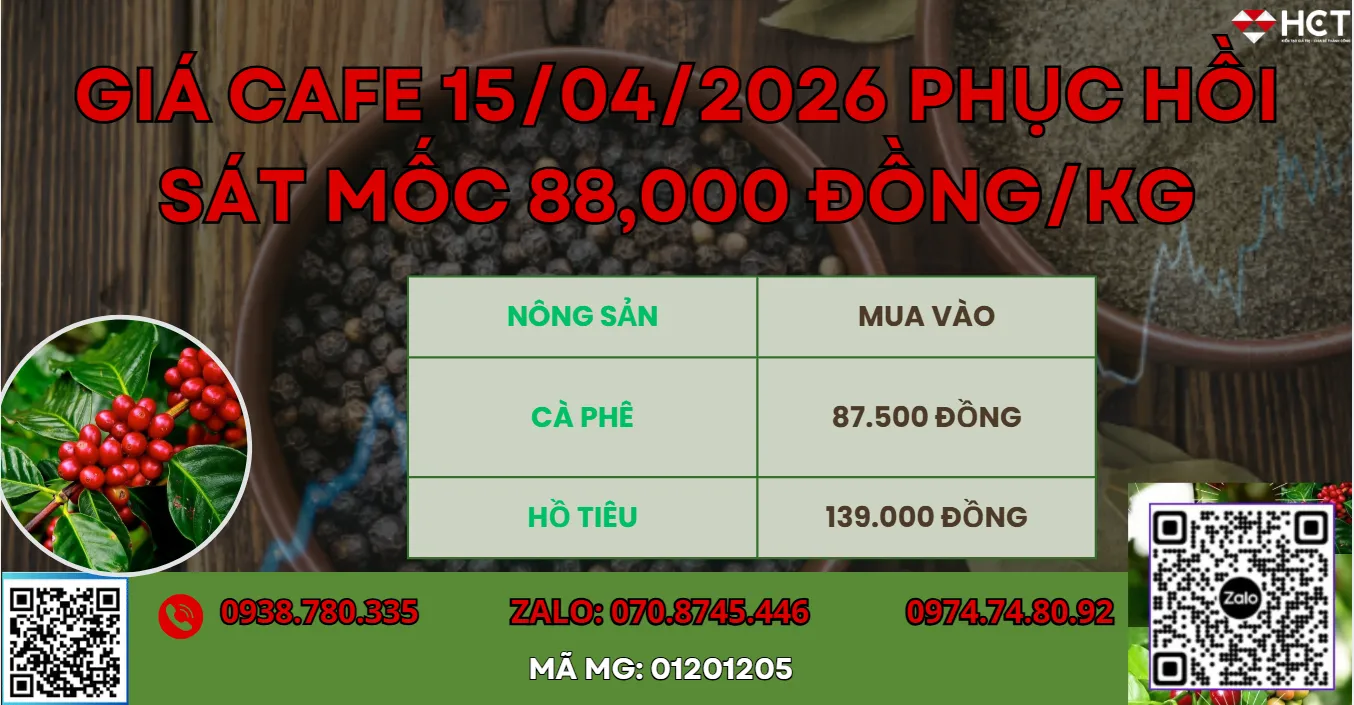 GIÁ CAFE 15/04/2026 PHỤC HỒI SÁT MỐC 88,000 ĐỒNG/KG.