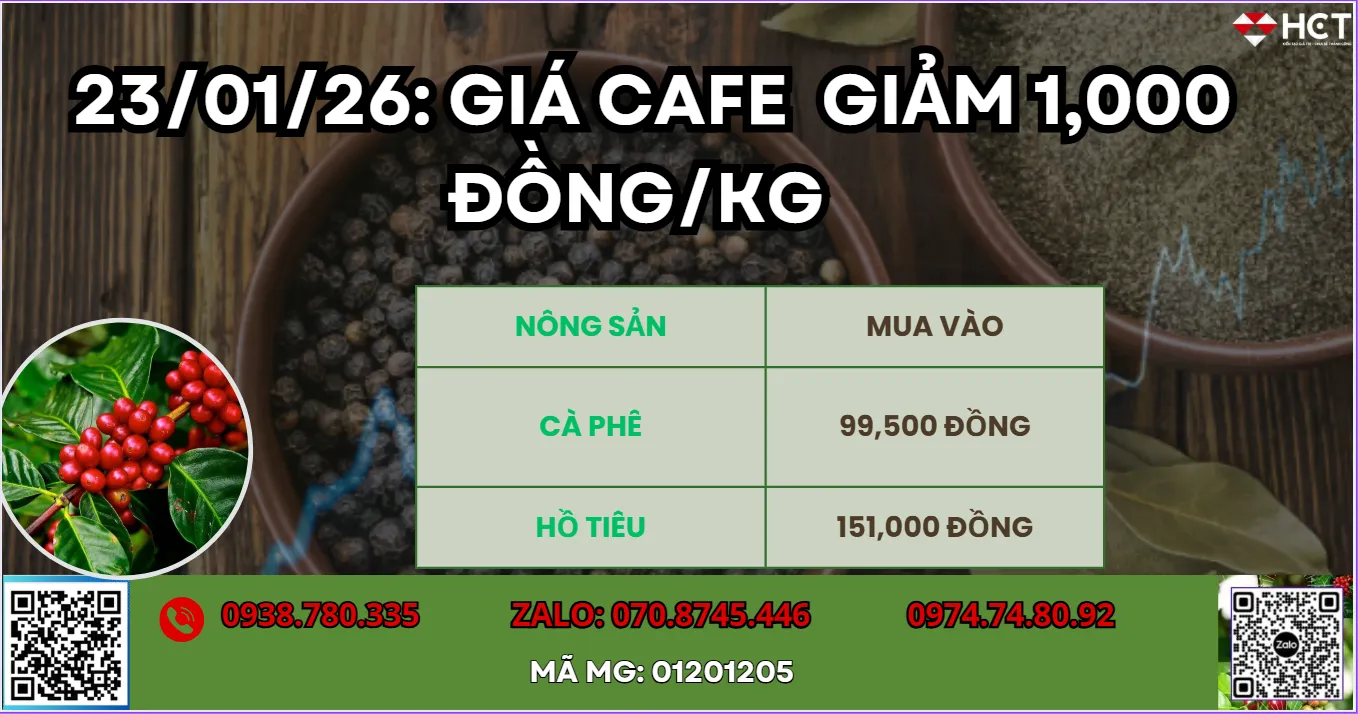 GIÁ CAFE 23/01/2026 CHỊU ÁP LỰC GIẢM 1,000 ĐỒNG/KG?