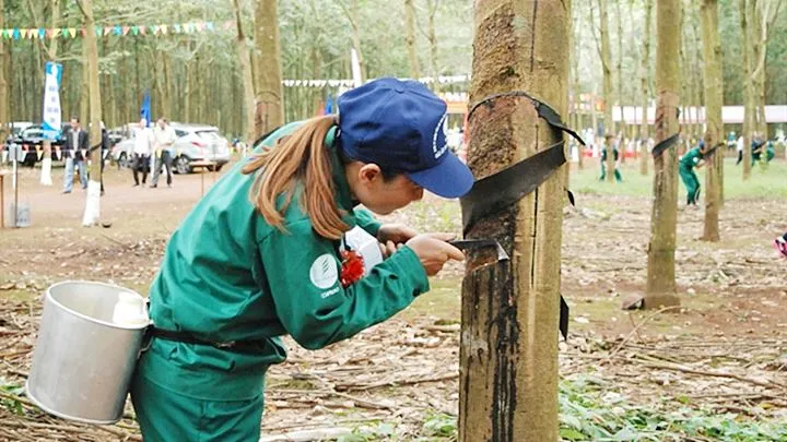 Giá cao su 25/02: Thị trường bùng nổ trên các sàn giao dịch quốc tế