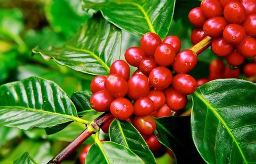 Giá cà phê hôm nay 23/4: Tăng trở lại tại Tây Nguyên, thị trường chịu tác động trái chiều từ nguồn cung toàn cầu