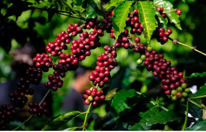 Giá cà phê hôm nay 8/4: Lao dốc tại Tây Nguyên, áp lực dư cung tiếp tục gia tăng