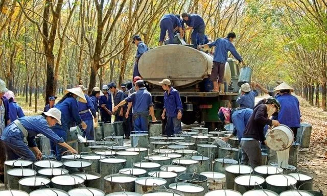 Cao su Nhật Bản tiếp đà giảm do nhu cầu yếu: Thị trường toàn cầu biến động trái chiều