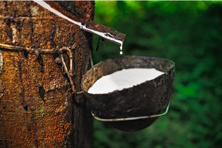 Giá cao su hôm nay 4/12/2025: Trong nước neo cao – Thế giới phân hóa mạnh trên các sàn châu Á