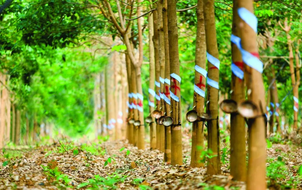 Giá cao su thế giới tăng mạnh, trong nước ổn định