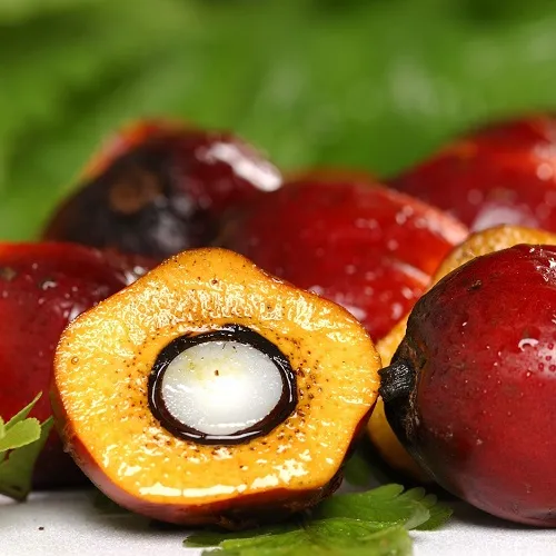 Giá dầu cọ lao dốc nhẹ ngày 4/12/2025: Tín hiệu bất ổn từ thị trường hàng hóa thế giới