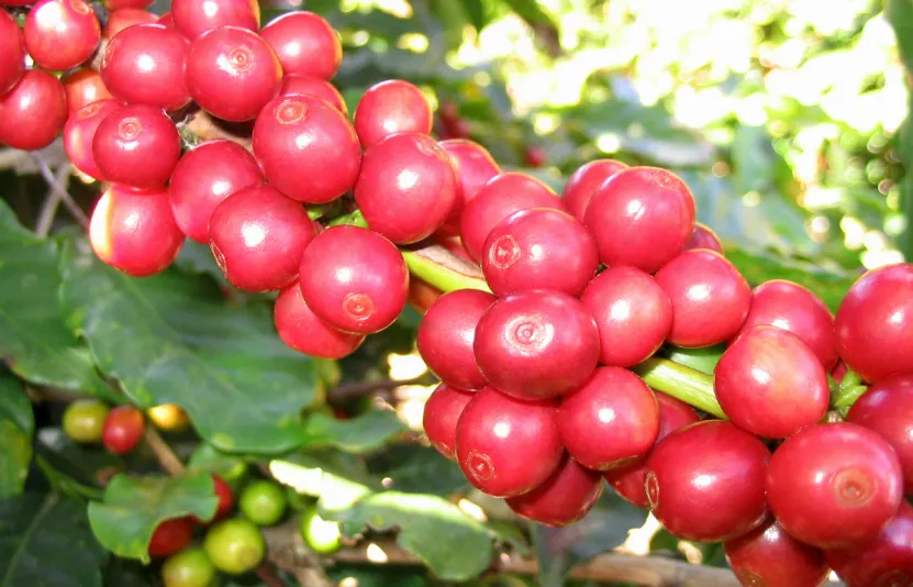 Giá cà phê hôm nay 5/5: Dao động nhẹ quanh vùng đáy, thị trường vẫn chịu áp lực nguồn cung