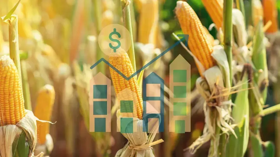 🌽 NGÔ (CORN) – 