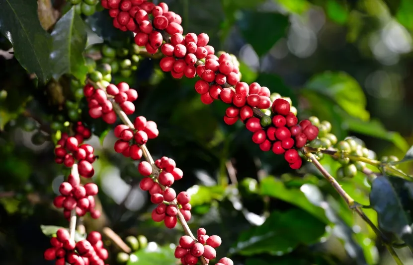 Giá cà phê hôm nay 24/4: Bật tăng mạnh, tiến sát mốc mới