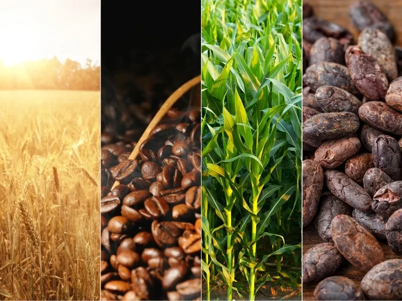 Thị trường hàng hóa 17/6: Giá dầu thô lao dốc mạnh, cà phê Arabica tăng vọt hơn 5%