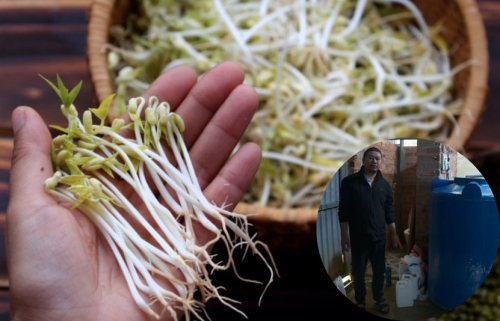 Báo động: Công ty con MWG bị phát hiện nhập giá đỗ chứa chất cấm