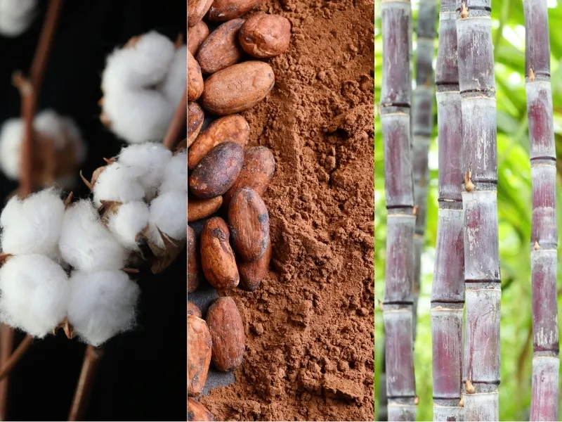 Bông Mỹ “dậy sóng”, sản lượng Đường và Ca cao chịu áp nguồn cung