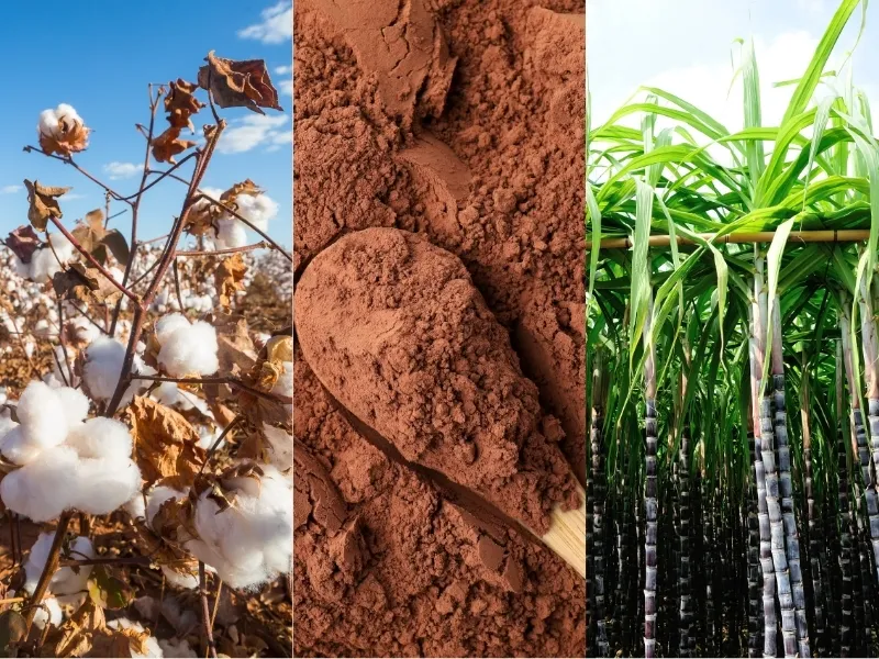 Nguyên liệu 4/5: Brazil nâng tỷ lệ Ethanol, Bông và Ca cao giữ đà tăng giá