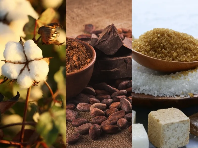 Nguyên liệu 11/5: Bông neo đỉnh, Ca cao bất ổn cung ứng, Đường chịu áp lực giảm