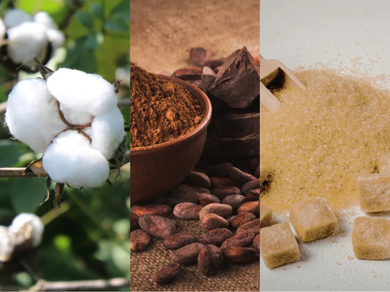 Nguyên liệu 15/4: Giá Đường trắng hồi phục, Bông và Ca cao chờ đợi báo cáo mới