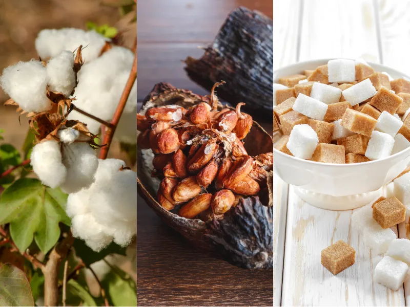 Nguyên liệu 17/6: Ca cao tăng phi mã, Bông Mỹ đảo chiều vì thời tiết, Đường giữ sắc xanh