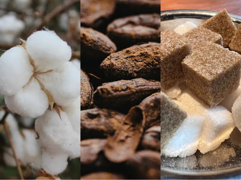 Giá Bông lập đỉnh do hạn hán, cung Đường và Ca cao đối mặt biến số thời tiết