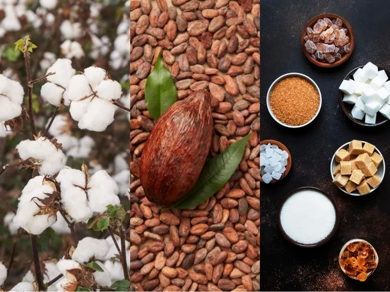 Điểm nóng xuất khẩu Bông, thặng dư Đường giảm và kỳ vọng từ Ca cao