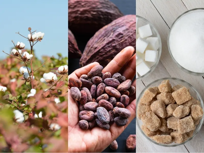 Xuất khẩu Bông Mỹ giảm, nhu cầu Ca cao phục hồi, Đường chịu áp lực dư cung