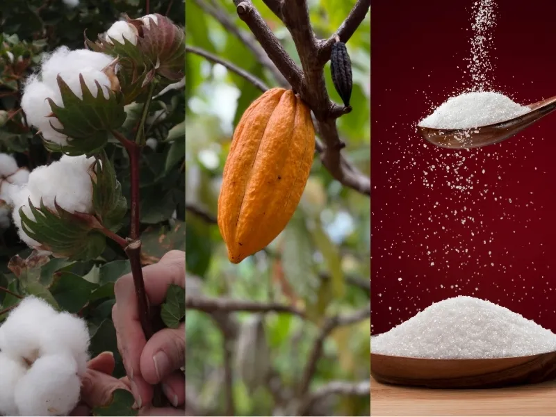 Nguyên liệu 28/5: Mưa lớn giải hạn vùng Bông Mỹ, cung Ca cao và Đường Brazil tăng tốc bùng nổ