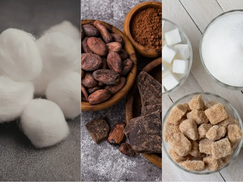 Nguyên liệu 28/4: Bông khát mưa kỷ lục, Ca cao và Đường nỗ lực phục hồi giá