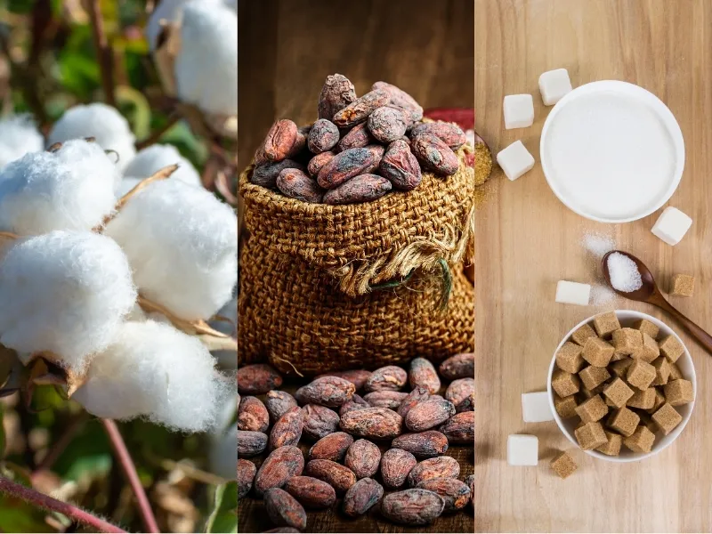 Nguyên liệu 29/6: Bông Mỹ chờ báo cáo USDA, Ca cao biến động mạnh, Đường thô lập đỉnh