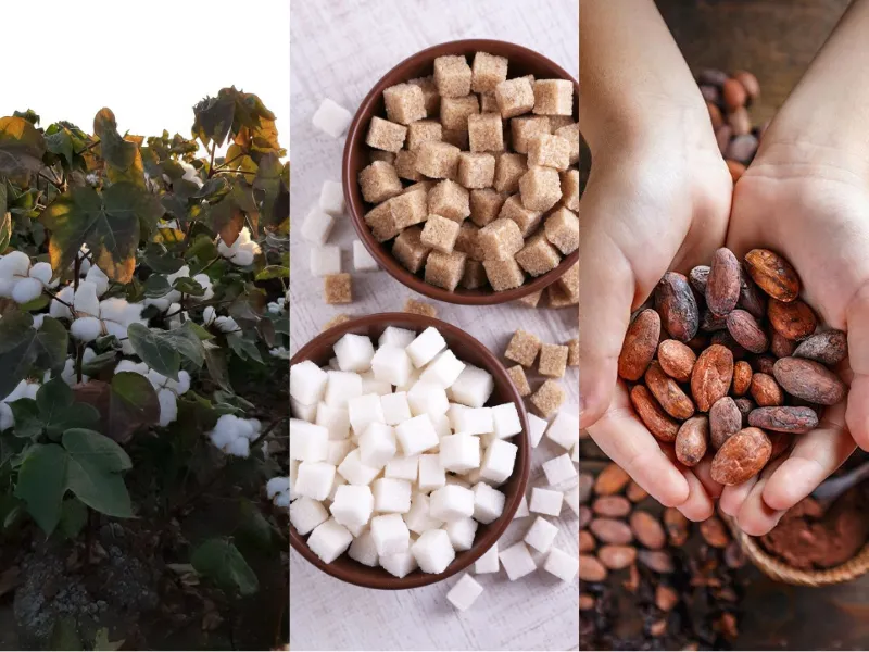 Nguyên liệu công nghiệp 3/4: Bông chịu áp lực USD, Đường lo thâm hụt, Ca cao chờ số liệu mới