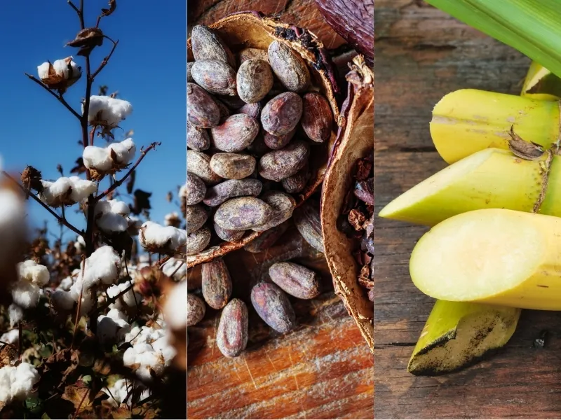 Nguyên liệu 30/4: Bông Mỹ “quá nhiệt”, sản lượng Đường sụt giảm, Ca cao đón tin vui từ Mondelez