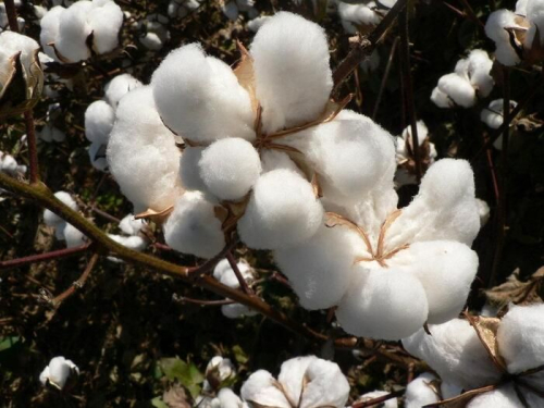 Giá bông tương lai trên sàn ICE tăng hơn 1% nhờ đồng đô la yếu và kỳ vọng diện tích trồng giảm