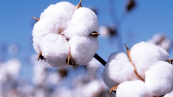 Giá bông ICE dao động gần mức thấp nhất hai tuần, chịu áp lực từ tâm lý thị trường tiêu cực dù xuất khẩu tăng mạnh