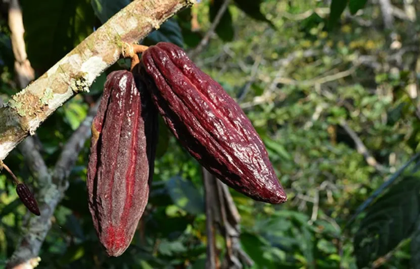Giá ca cao biến động trước cuộc họp tại Bờ Biển Ngà, đường được hỗ trợ bởi lo ngại thời tiết