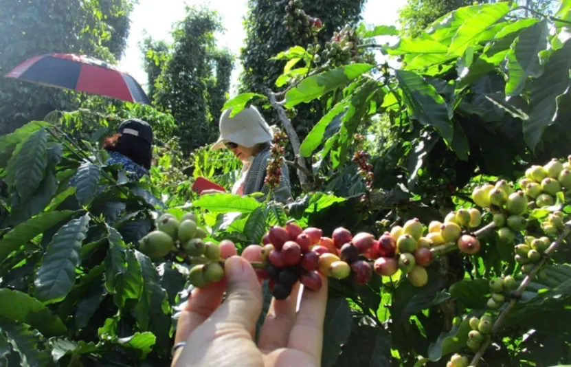 Báo cáo thị trường cà phê - Tuần giao dịch 16 - 20/03/2026